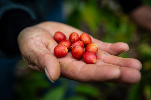 Naturens kretslopp i varje kakaoböna
